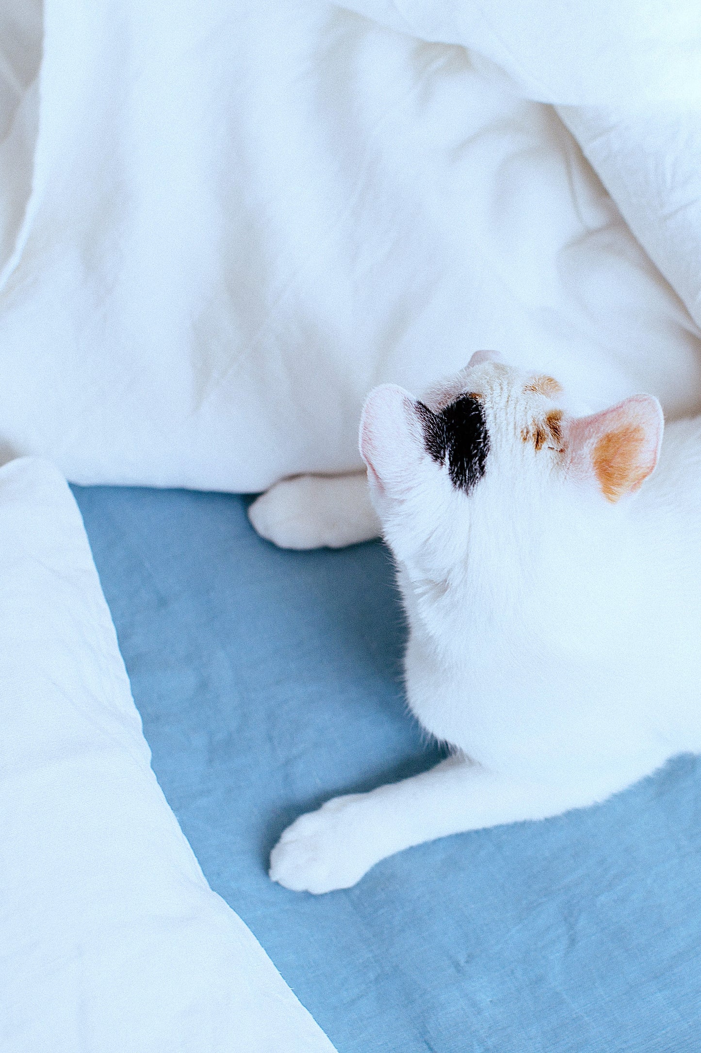 Set of 2 Midweight Linen Pillowcases in Natural White color